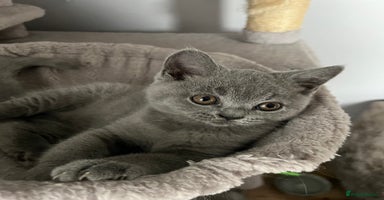 British Shorthair cats - Advert 9