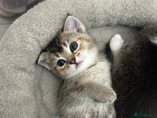 Scottish Fold cats Scottish fold - Advert 1