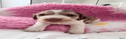 Cocker Spaniel dogs for sale: KC Registered Cocker spaniels  - Advert 10