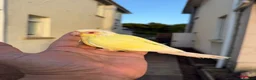 Conures birds for sale: Creamino and Tarquies and voilet - Advert 2