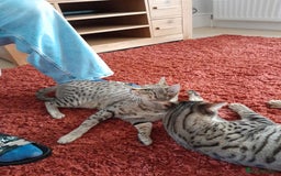 Savannah cats for sale: Beautiful F3 Pedigree Savannah Lady TICA Reg - Image 9