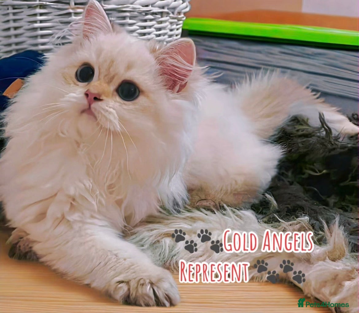 British Longhair cats ‼️🐾😍Colourpoint purebred BLH😻1 Left 🐱 - Advert 10