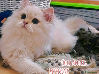 British Longhair cats ‼️🐾😍Colourpoint purebred BLH😻1 Left 🐱 - Advert 1