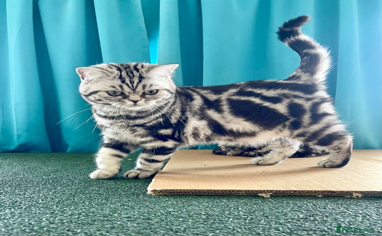 British Shorthair cats - Advert 6