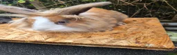 Lionhead rabbits for sale: 2 young lionheads does for sale £40 each  in Manchester - Advert 12