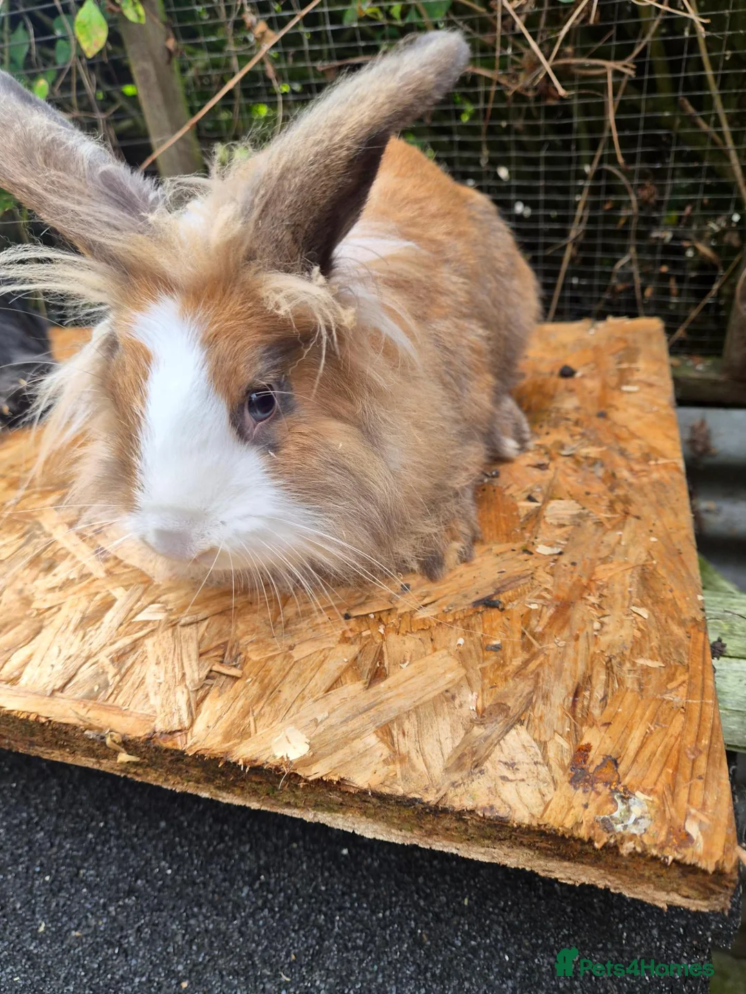 Lionhead rabbits for sale: 2 young lionheads does for sale £40 each  in Manchester - Advert 12