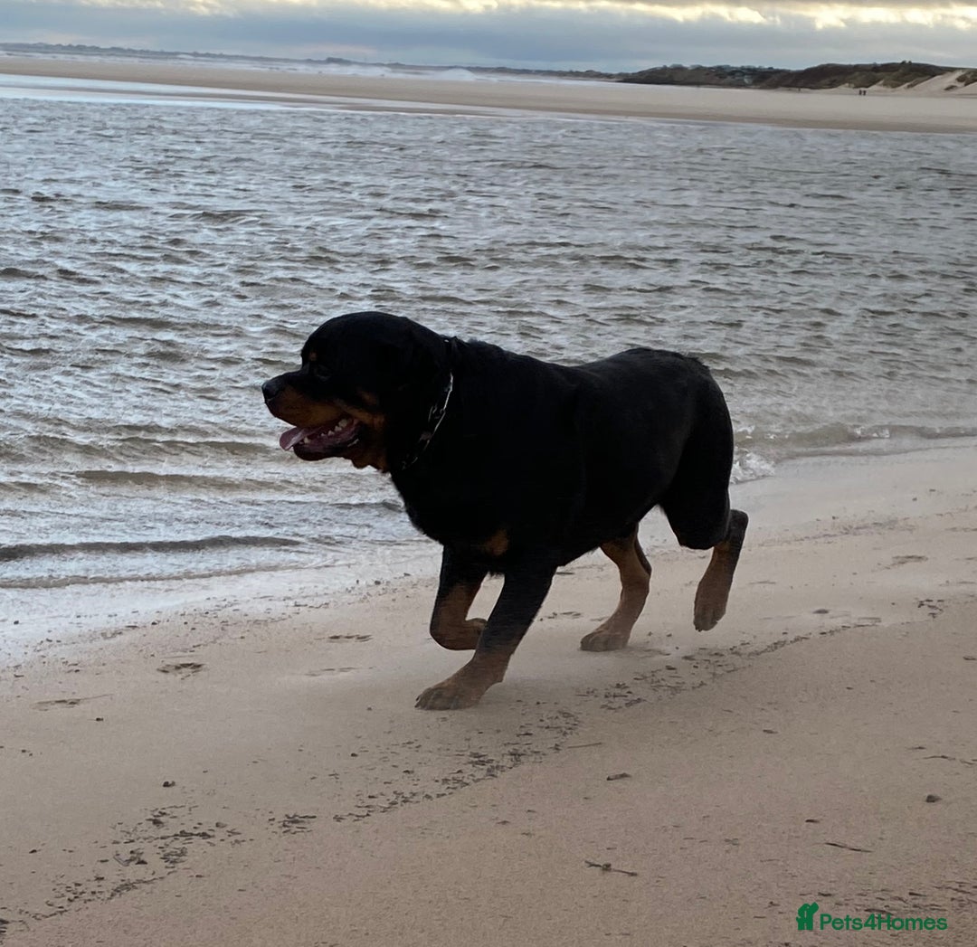 Rottweiler dogs for stud: PROVEN KC REG ROTTWEILER STUD  - Image 3