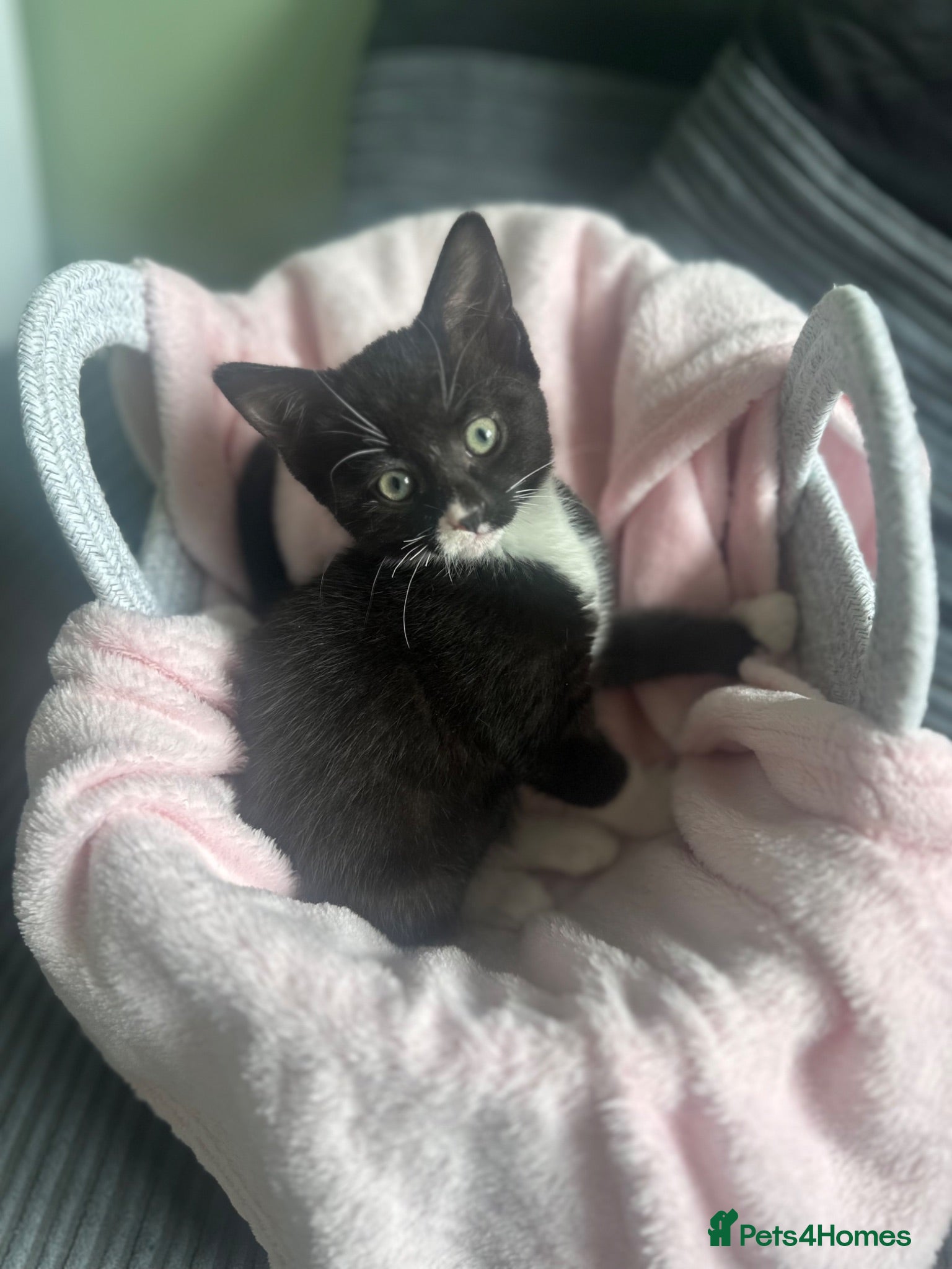 Mixed Breed cats Beautiful girl ready to go :)  - Advert 7