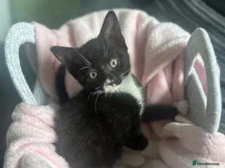 Mixed Breed cats Beautiful girl ready to go :) - Advert 1