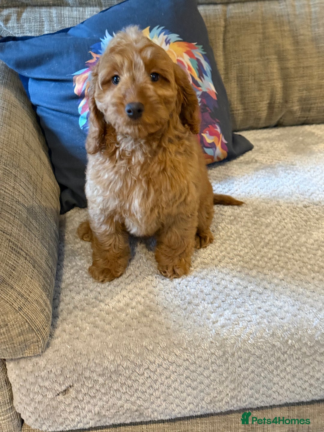 Cockapoo dogs for sale: Stunning Red F1 Cockapoo Girl fully vaccinated  - Advert 3