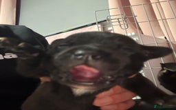 Staffordshire Bull Terrier dogs for sale: Stafford bull terrier pups - Image 13