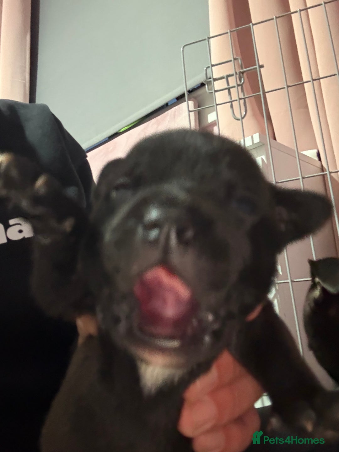 Staffordshire Bull Terrier dogs for sale: Stafford bull terrier pups - Image 13