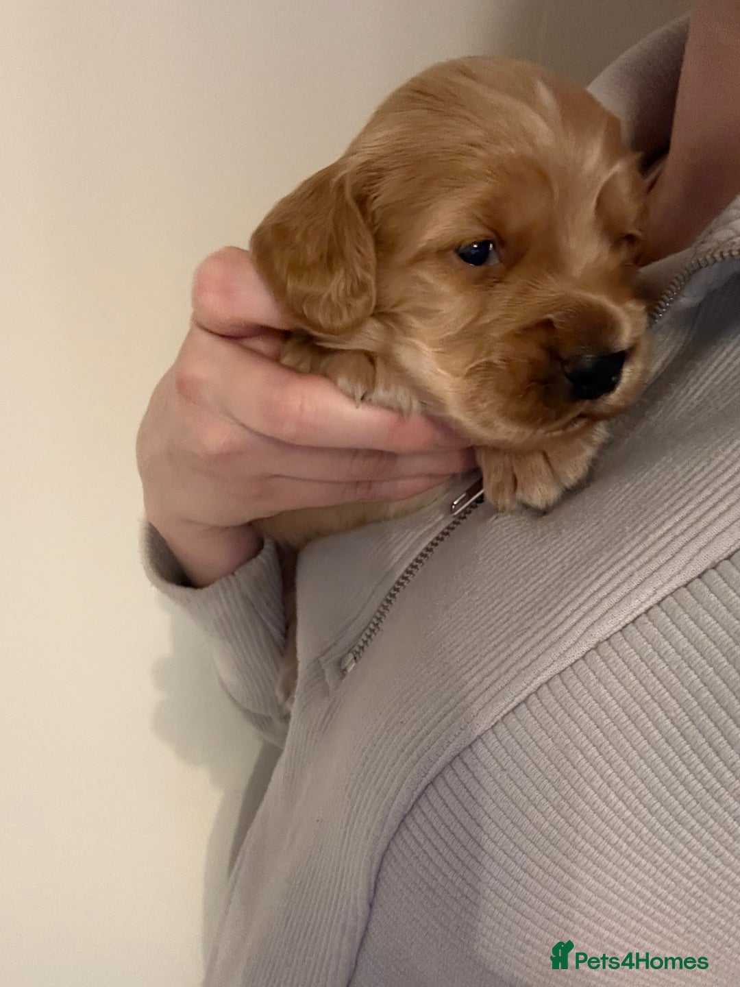 Cocker Spaniel dogs for sale: Working Cocker spaniel puppies  - Advert 8