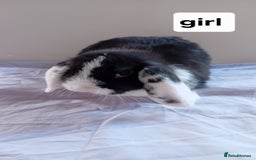 Mini Lion Lop rabbits for sale: Pure bred mini Lops ready to leave  - Image 3