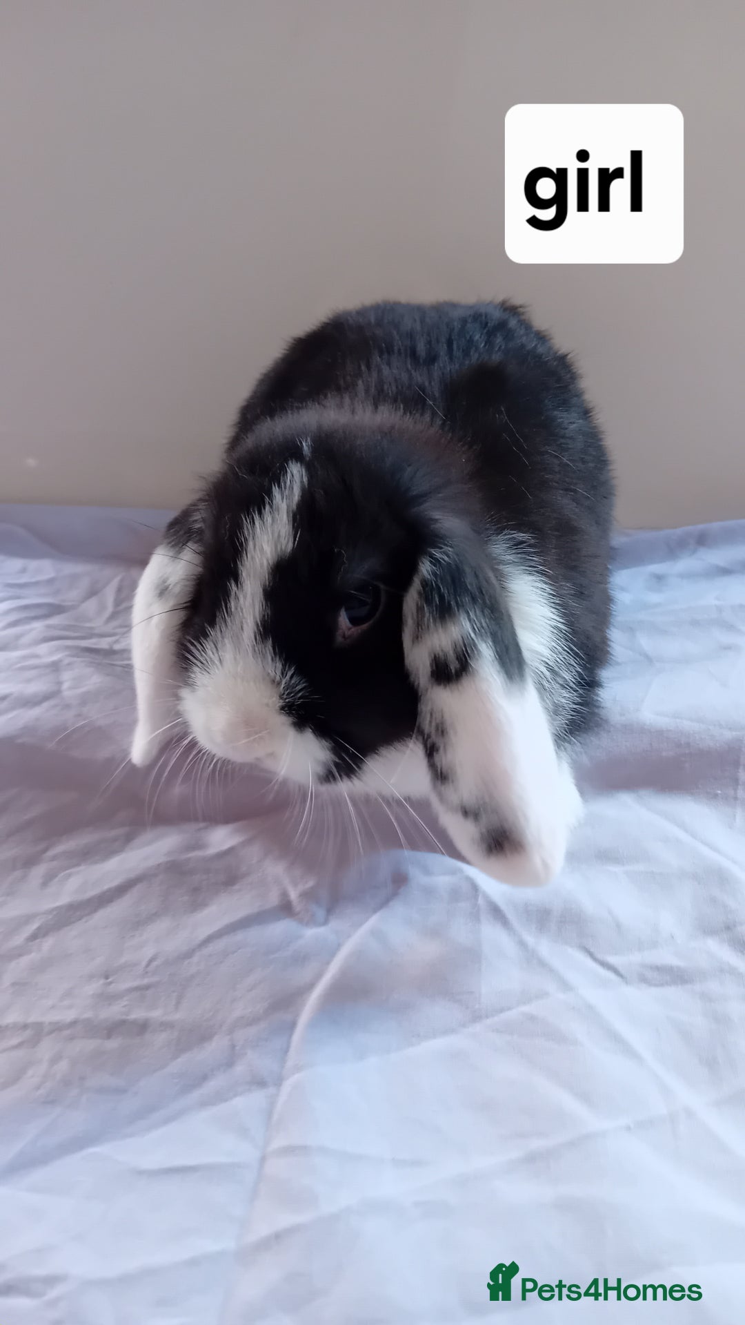 Mini Lion Lop rabbits for sale: Pure bred mini Lops ready to leave  - Image 3
