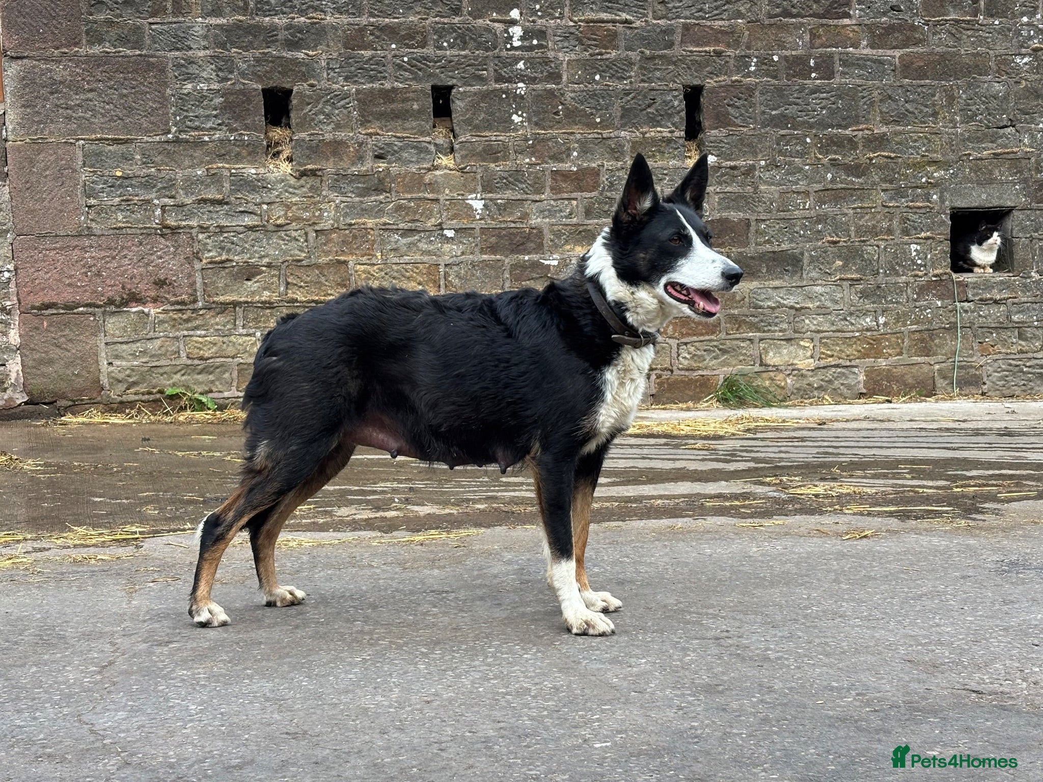 Border Collie dogs Border collie pups looking for new homes  - Advert 4