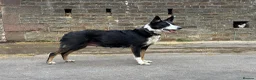 Border Collie dogs for sale: Border collie pups looking for new homes  in Leek - Advert 1