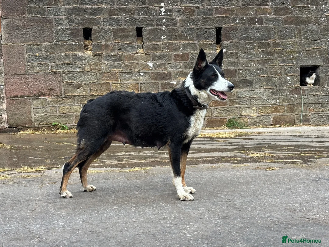 Border Collie dogs for sale: Border collie pups looking for new homes  in Leek - Advert 1