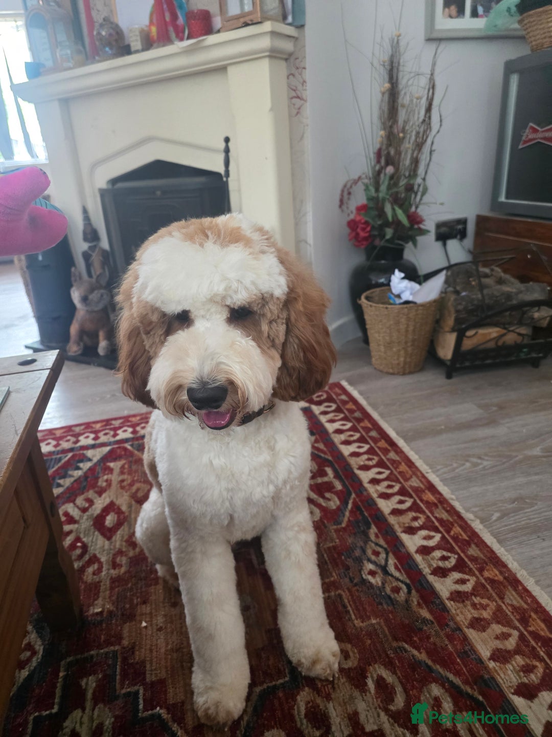 Labradoodle dogs for stud: Mr Lover Lover -"Bandit" Mini Labradoodle STUD in Bury Saint Edmunds - Image 10