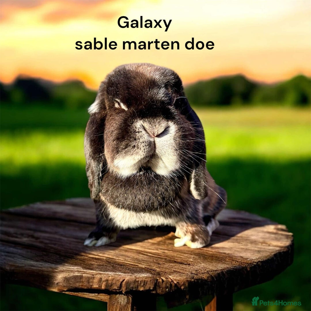 Mini Lop rabbits for sale: STUNNING baby mini lops - Image 23