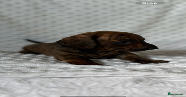 Miniature Dachshund dogs - Advert 4