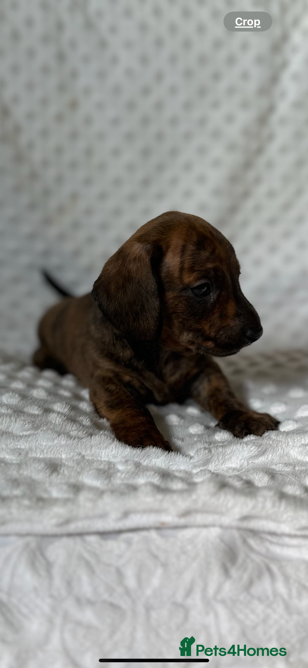 Miniature Dachshund dogs for sale: Champion lines mini Daschund last brindle boy  - Image 12