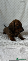 Miniature Dachshund dogs - Advert 11