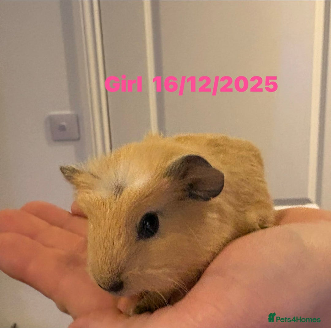 Guinea Pig rodents for sale: Guinea pigs  - Advert 1