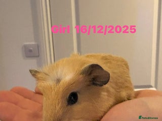 Guinea Pig rodents Guinea pigs - Advert 1