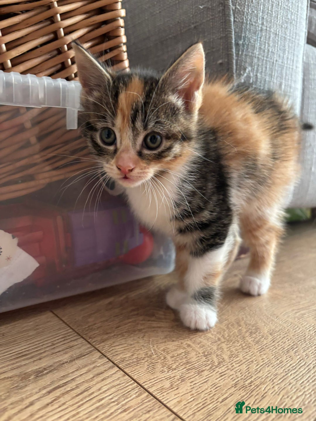 Mixed Breed cats for sale: Kittens - Advert 5