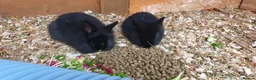 Mixed Breed rabbits for sale: Northandwaf  - Advert 19