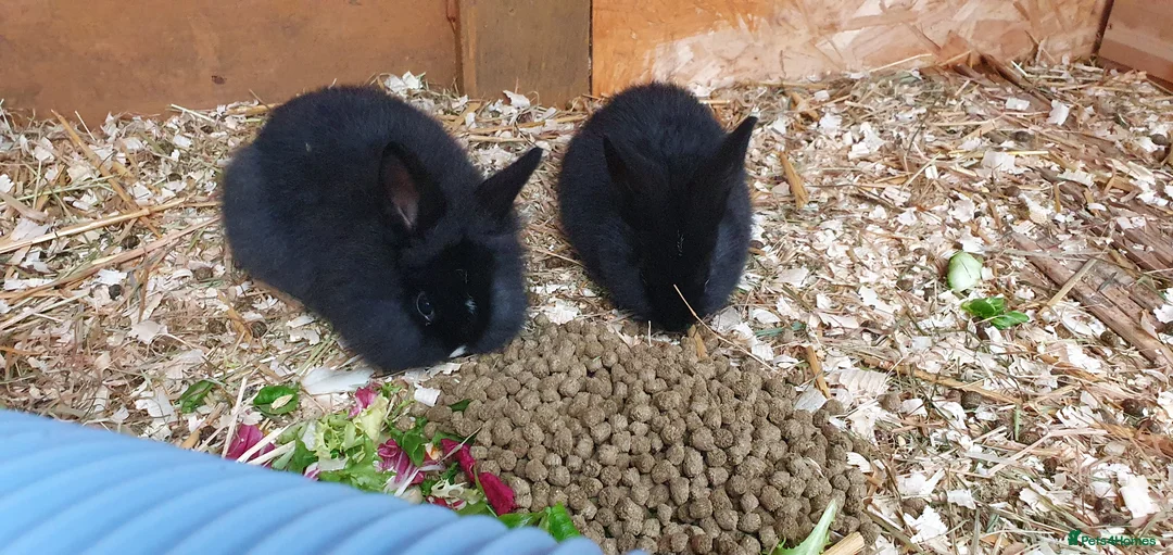 Mixed Breed rabbits for sale: Northandwaf  - Advert 19