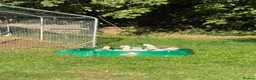 Ducks poultry for sale: 4 Female Indian Runner Ducks – Mum & 3 Daughters - Advert 2