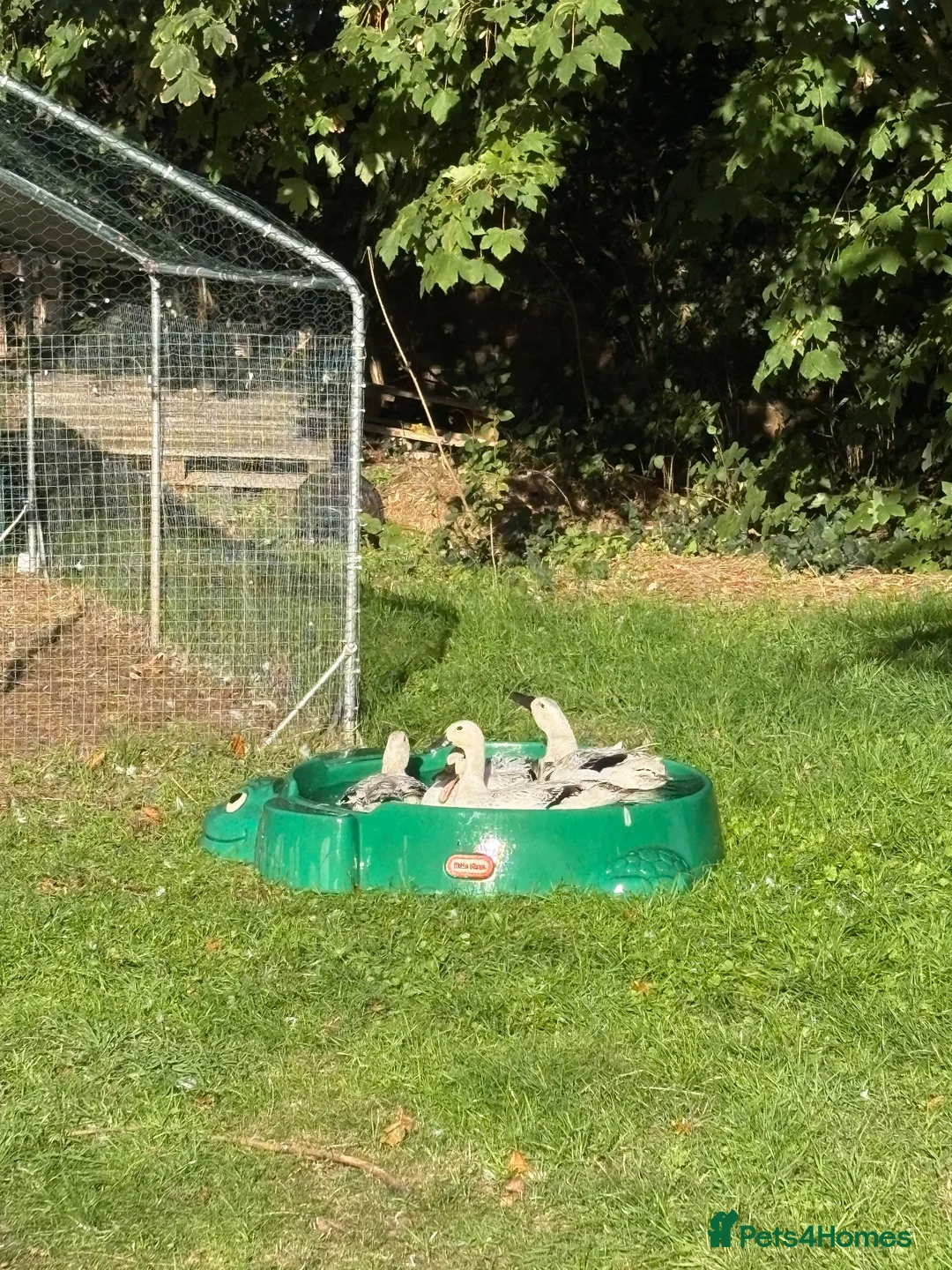 Ducks poultry for sale: 4 Female Indian Runner Ducks – Mum & 3 Daughters - Advert 2