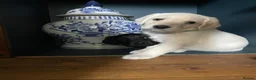 Mixed Breed dogs for sale: Labradoodle Puppies in Stamford - Advert 11