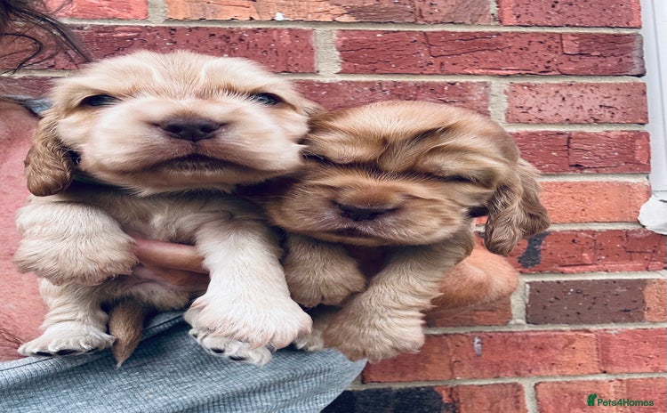 Cocker Spaniel dogs - Advert 15
