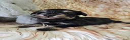 Miniature Schnauzer dogs for sale: Georgous Black &Silver Boy - Advert 9