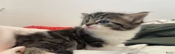 British Longhair cats for sale: 3 Fluffy Cuddly Kittens looking for homes - Advert 3