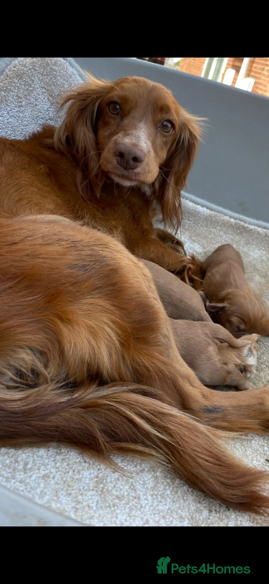 Cocker Spaniel dogs for sale: Cocker spaniel puppies in Doncaster - Advert 1