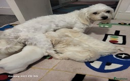 Bichon Frise dogs for sale: Bichon - Image 2