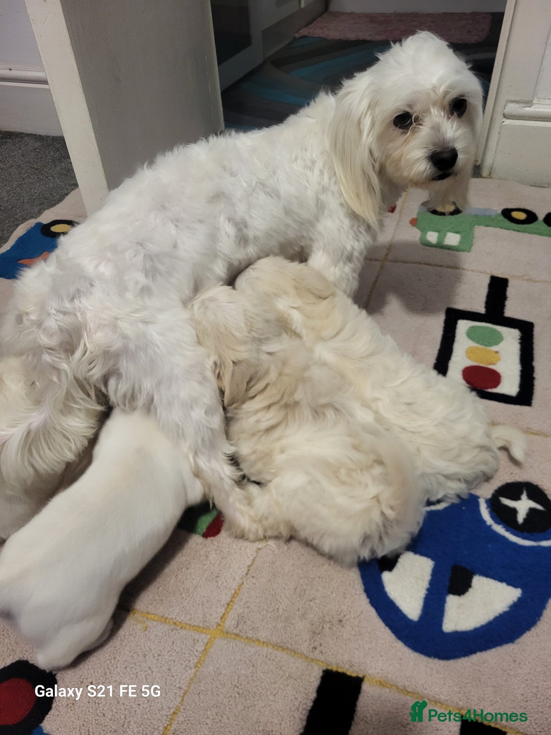 Bichon Frise dogs for sale: Bichon - Image 2