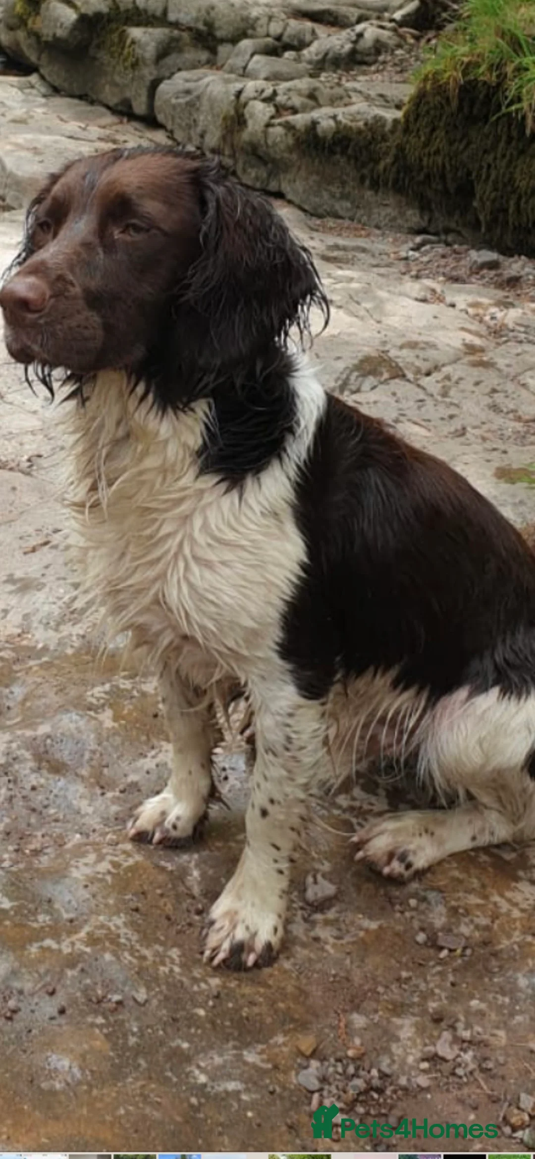 English Springer Spaniel dogs for stud: Working English Springer Spaniel Stud Health Test in Chelmsford - Advert 5