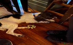 English Springer Spaniel dogs for sale: Trained Springer Puppy - Advert 9