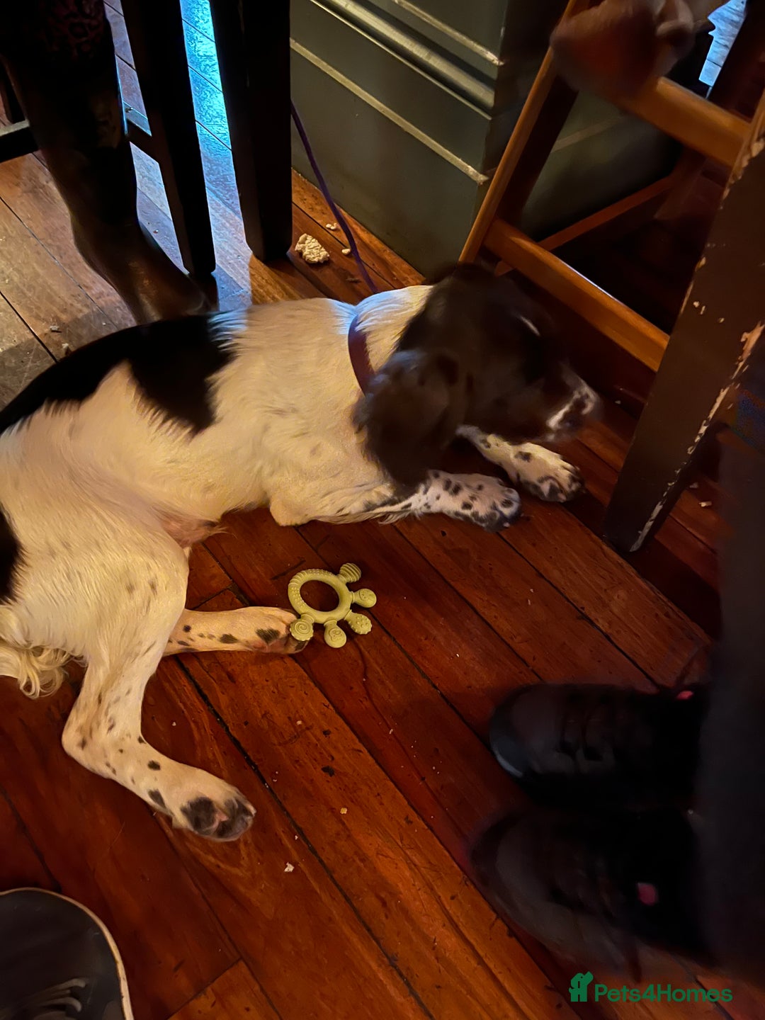 English Springer Spaniel dogs for sale: Trained Springer Puppy - Advert 9