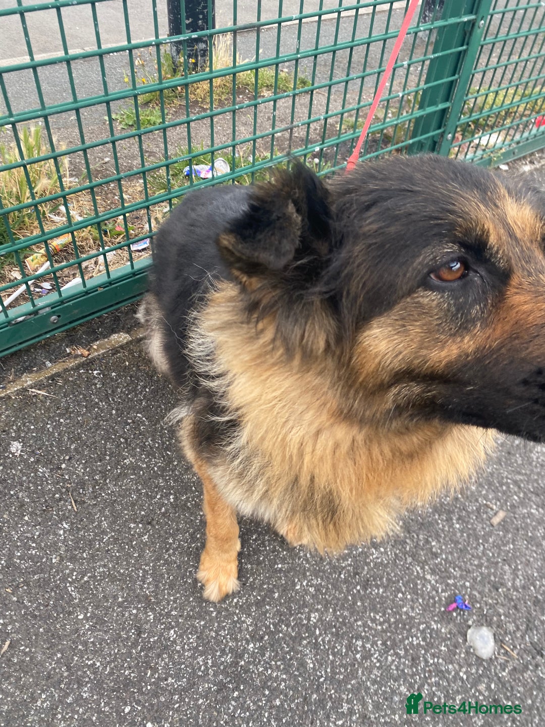 German Shepherd dogs for sale: SHEBA 7 YEAR OLD GERMAN SHEPHERD  - Image 8