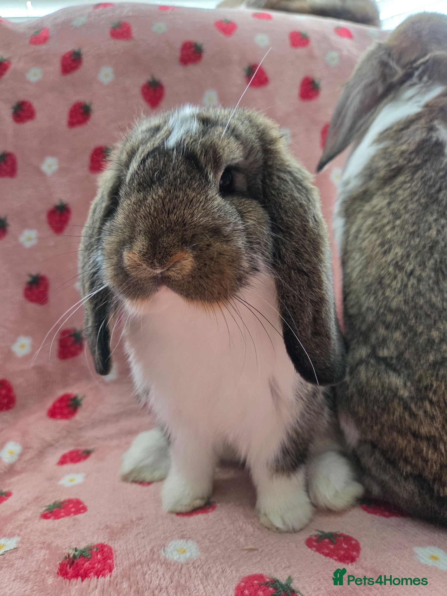 German Lop rabbits Pure German Lop ☆silly tame last boy - Advert 2