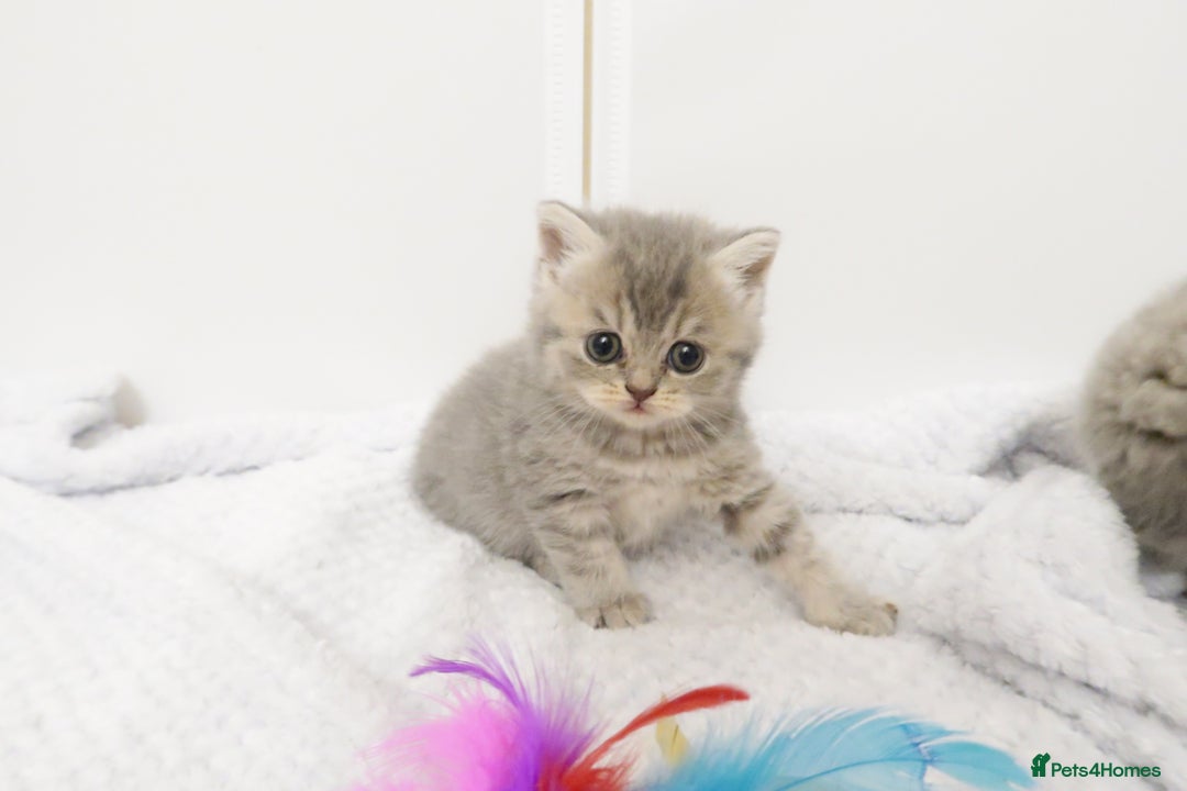 British Shorthair cats for sale: 🐾Pedigree British Shorthair Kittens – GCCF REG🐾 - Image 15