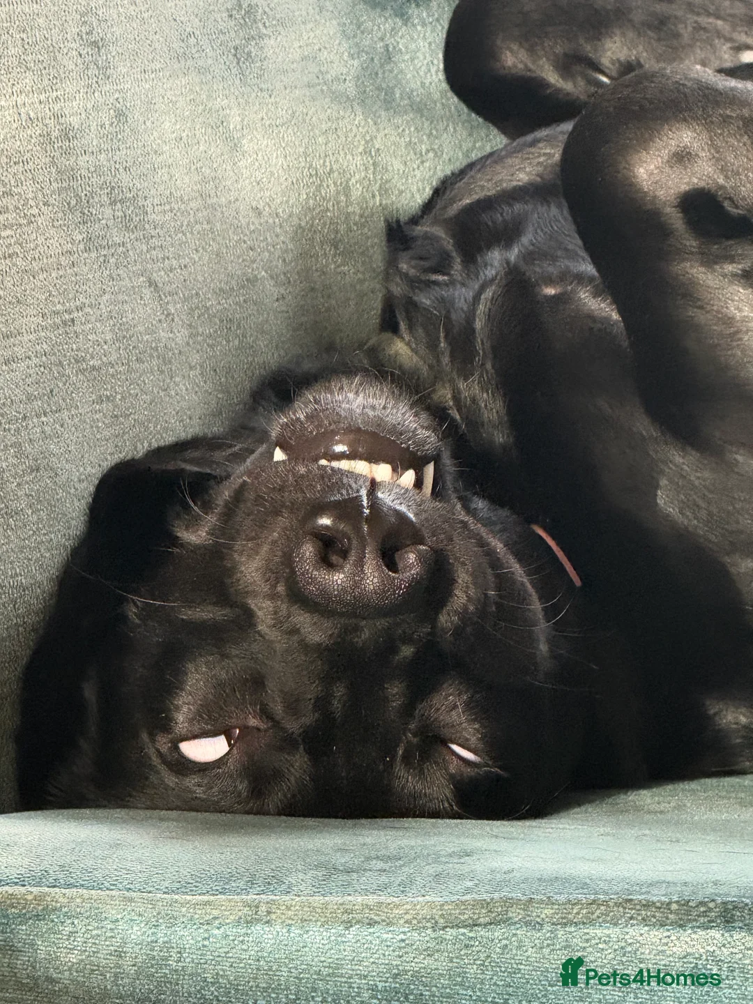 Mixed Breed dogs for sale: Otis - 1 year old Bassador male  in Bolton - Advert 5