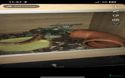 Corn Snake reptiles for sale: Corn snake + set up - Image 10