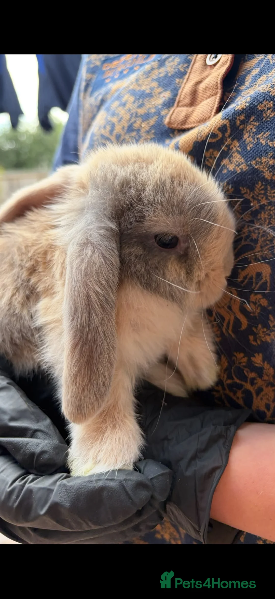 Mini Lop rabbits for sale: Mini Lop - Male - Advert 1
